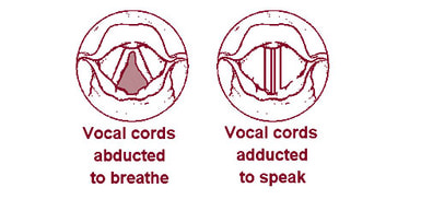 vocal-cords